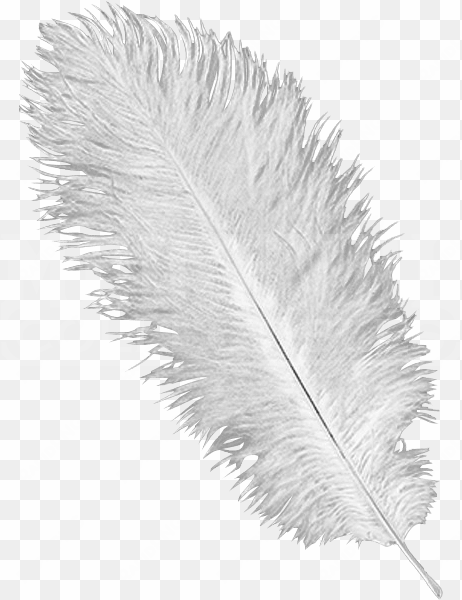 ostrich feathers png - ostrich feather png