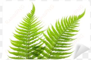 ostrich fern