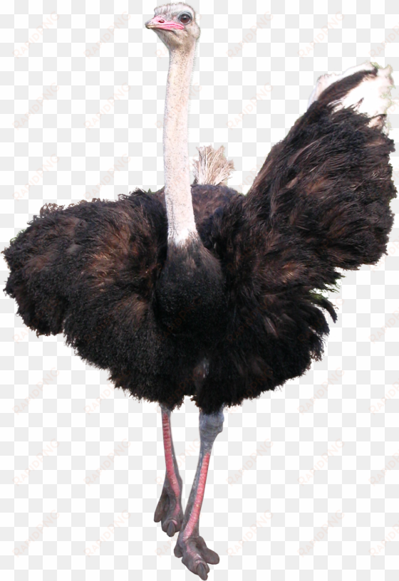 ostrich png - animal png