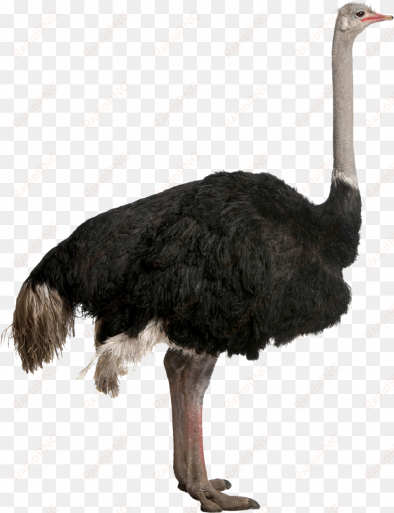 ostrich png file - ostrich png