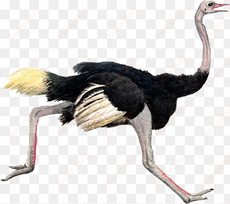 ostrich png pic - ostrich png