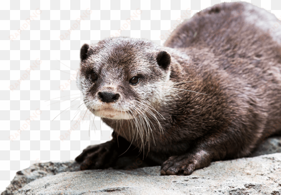 otter background png - asian small clawed otter png