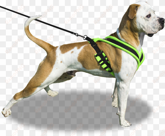 our - dog on leash png