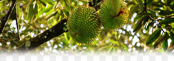 our guests are also welcome to enjoy the local fruits - pokok buah buahan