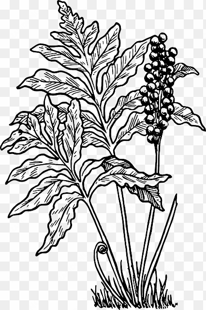 outline, cartoon, fern, little, plant, ferns, bush - fern clip art