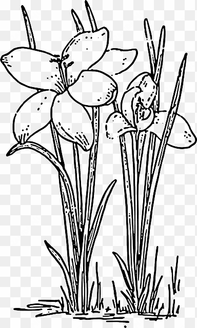 outline, flower, rose, plant, crocus - crocus drawing