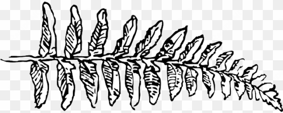 outline, leaf, cartoon, fern, branch, plant, vine - clip art black and white fern