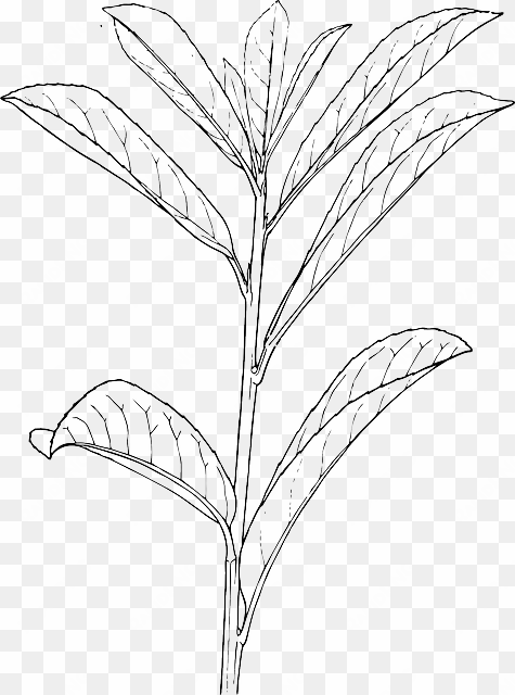 outline, plants, plant, laurel, bush, shrub, shrubs - outline of a plant