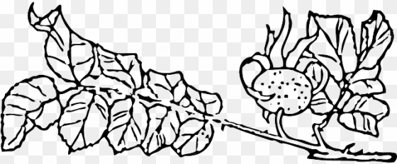 outline, tree, rose, branch, plant, vine - rose
