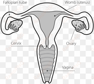 Ovary - Vagina Black And White transparent png image