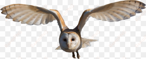 owl flying hd png - barn owl png