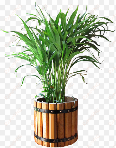 palm, in, pot, cut, out - good morning my relatives