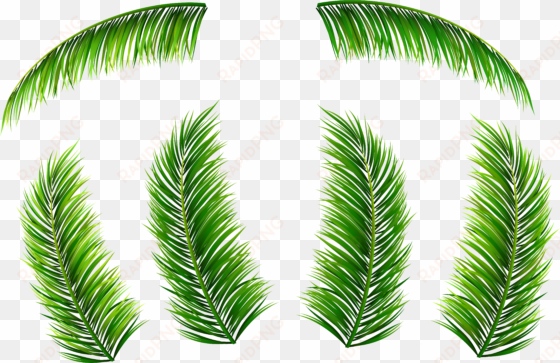 palm leaf png