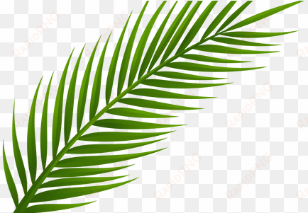 palm leaves png k pictures full hq - hoja de palma dibujo