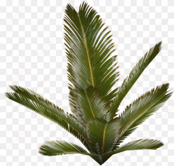 palm plant - palm plant png