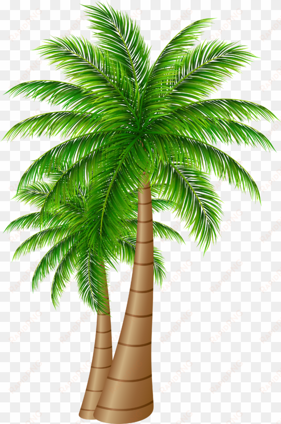 palm tree clipart transparent png - date palm tree png