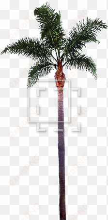 palm tree immediate entourage - palm tree trunk png