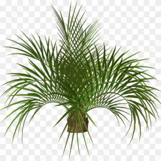 palm tree plan png - palm tree png
