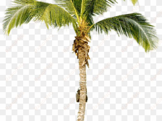 palm tree png transparent images - real palm tree png