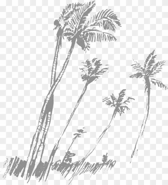 palm trees - vector graphics