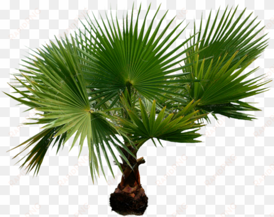 palmiers sur fond transparent
