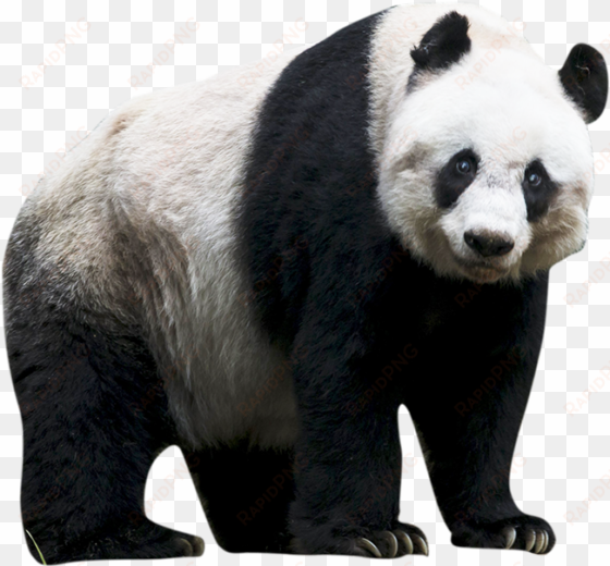 panda png clip art transparent - giant panda no background