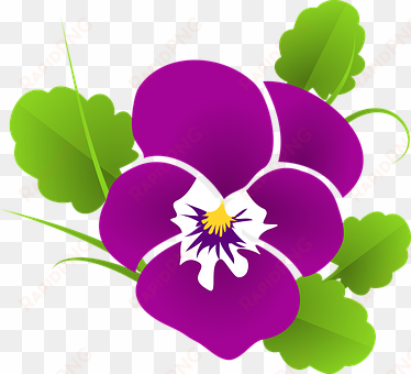 pansy violet viola violaceae blossom bloom - violet clip art