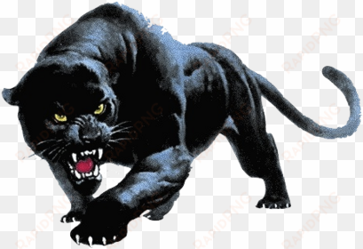 panther fighting png - devon meadows football club