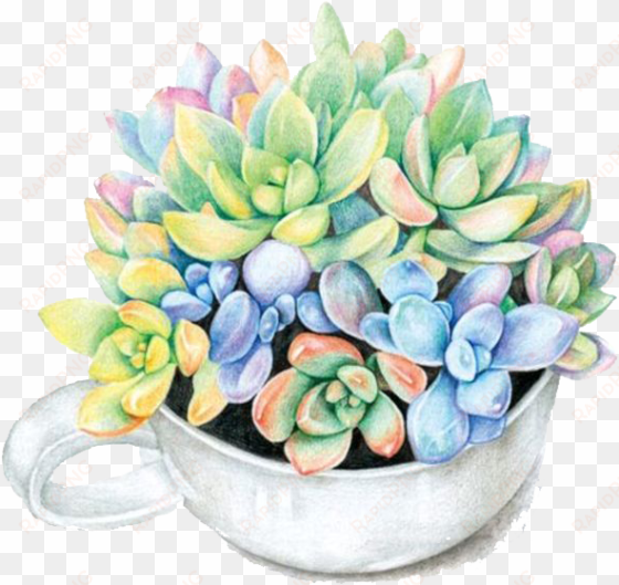 paper colored pencil succulent plant watercolor painting - flower pot png paper