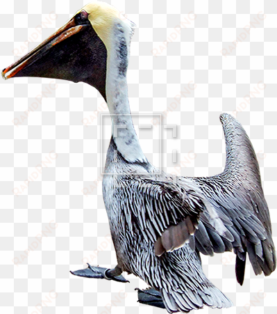 parent category - brown pelican