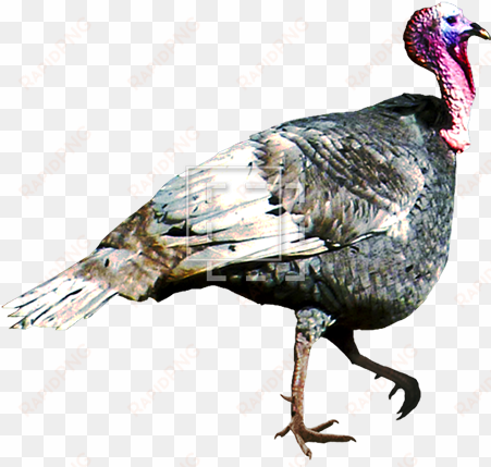 parent category - turkey bird transparent gif