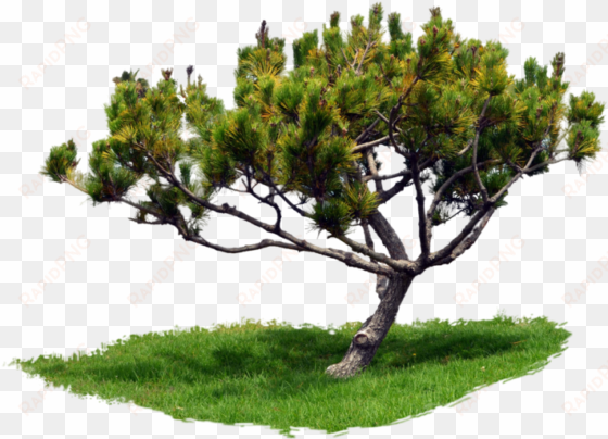 park trees png graphic transparent stock - tree