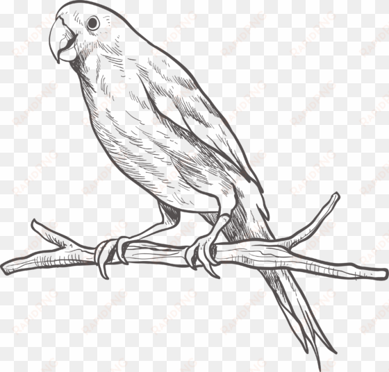 parrot bird parakeet sketch - parrot black and white png