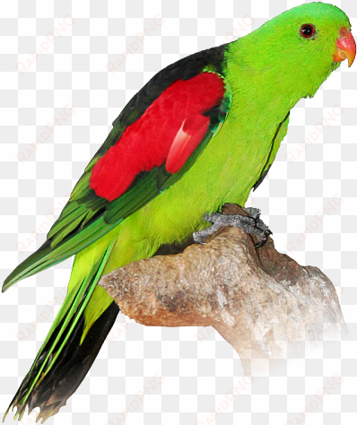 parrot png amp parrot transparent clipart free download