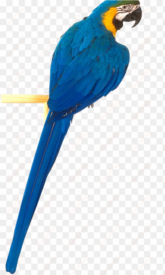 parrot png free download - yellow blue parrot png