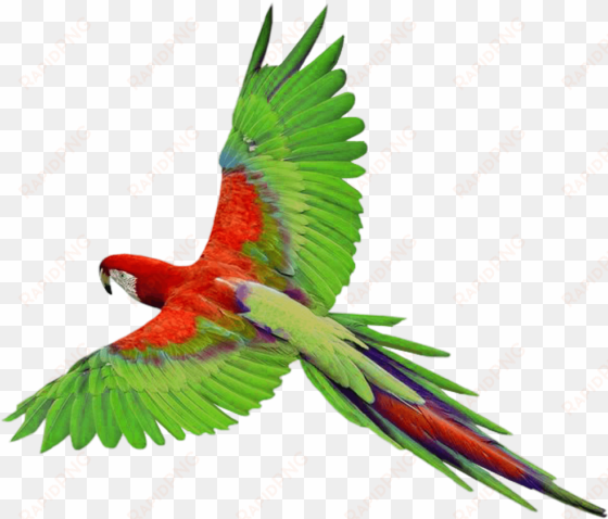 parrot png photos - parrot png