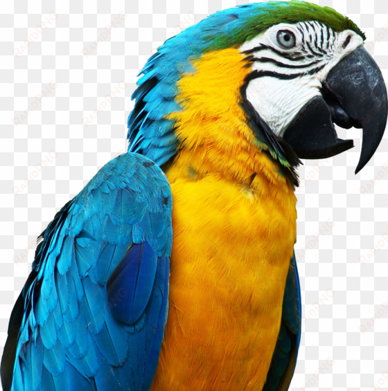 parrot render by originalboss-d5g404n talking parrots, - pet parrot