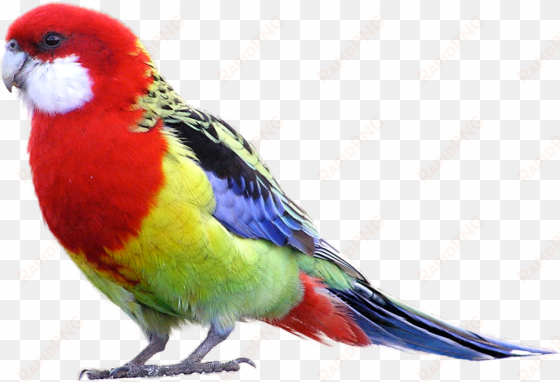 parrot sun conure png - rosella bird