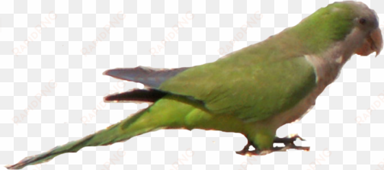 parrots today current - green parrot in florida