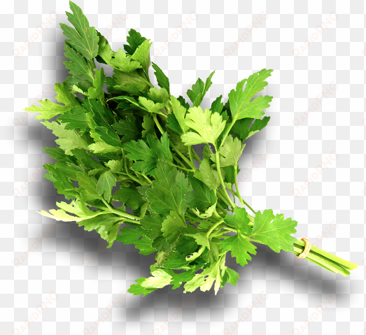 parsley png download - 2-tlg. glasbilder-set different herbs, fotodruck eurographics