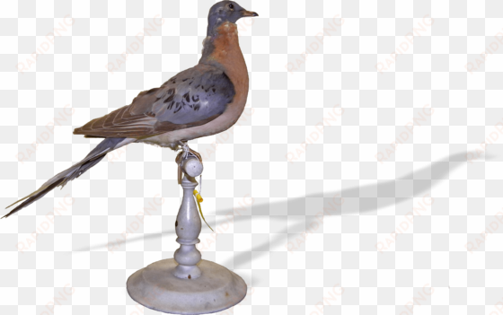 passenger pigeon - stock dove