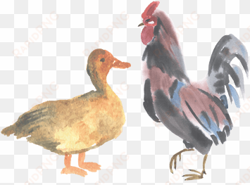 pasture raised duck & chicken - duck and chicken