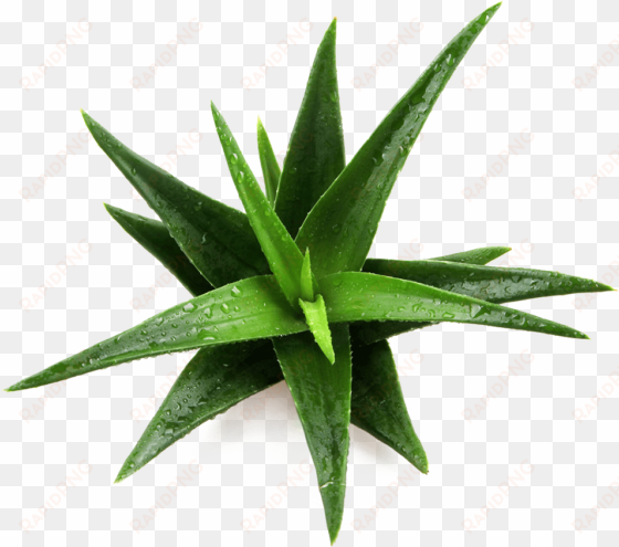Patented Ingredient Name Daltonmax 700® Aloe Vera - Imagenes De Un Maguey transparent png image