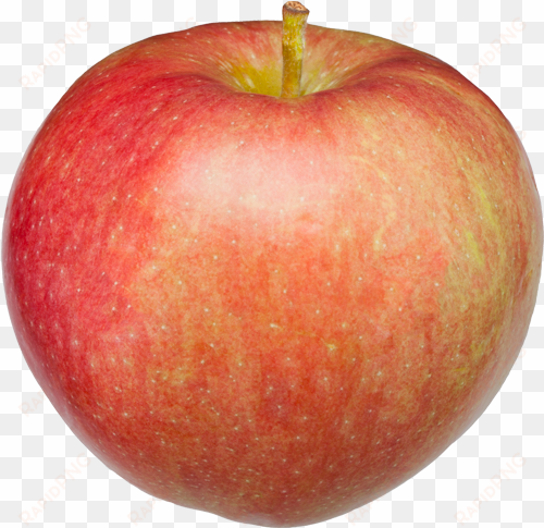 paula red apple