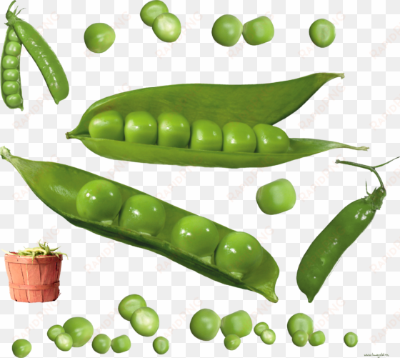 pea icon clipart web - peas png