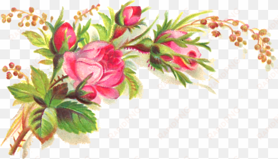 peach flower rose clip art - transparent background png flowers