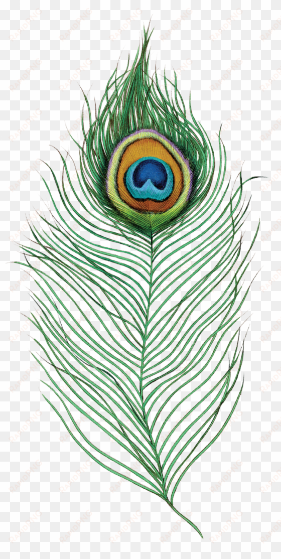peacock feather