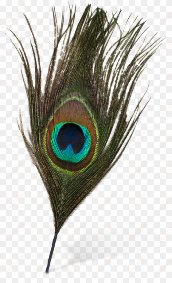 peacock feather vector png - peacock feather images png