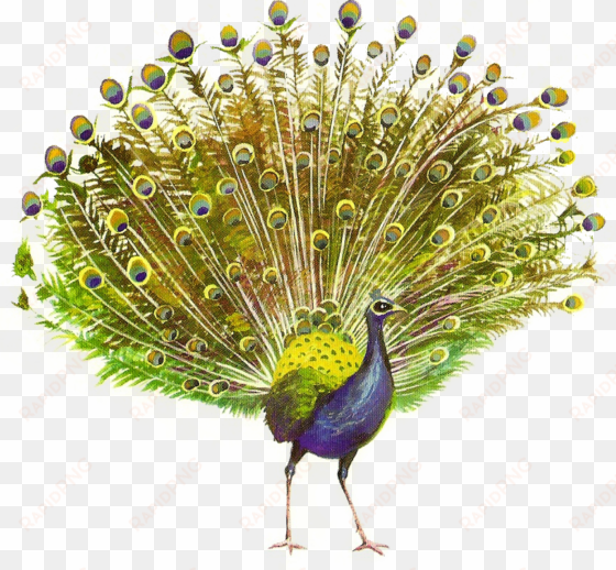 peacock png hd