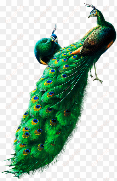 peacocks png clipart - peacock images hd png